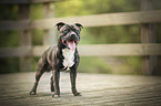 Staffordshire Bullterrier