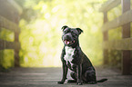 Staffordshire Bullterrier