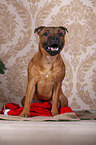 sitzender Staffordshire Bullterrier