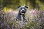 Staffordshire Bullterrier