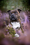 Staffordshire Bullterrier in der Heide