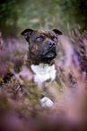 Staffordshire Bullterrier in der Heide