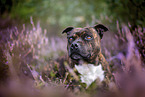 Staffordshire Bullterrier in der Heide