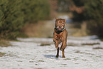 Staffordshire Bullterrier