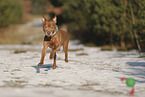 Staffordshire Bullterrier