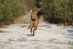 Staffordshire Bullterrier