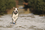 Staffordshire Bullterrier
