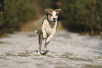 Staffordshire Bullterrier