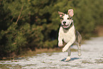 Staffordshire Bullterrier