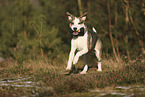 Staffordshire Bullterrier