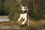 Staffordshire Bullterrier