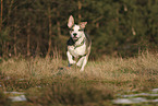 Staffordshire Bullterrier