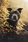 Staffordshire Bullterrier Senior