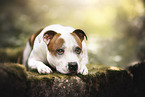 Staffordshire Bullterrier