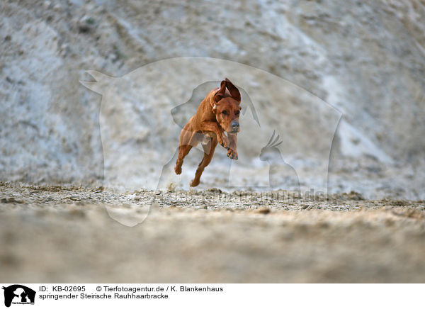 springender Steirische Rauhhaarbracke / jumping Styrian Coarse-haired Hound / KB-02695