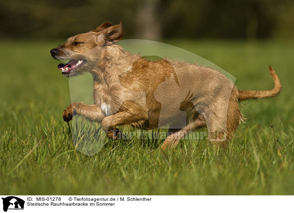 Steirische Rauhhaarbracke im Sommer / Styrian Coarse-haired Hound in summer / MIS-01278