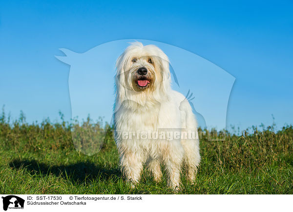 Sdrussischer Owtscharka / SST-17530