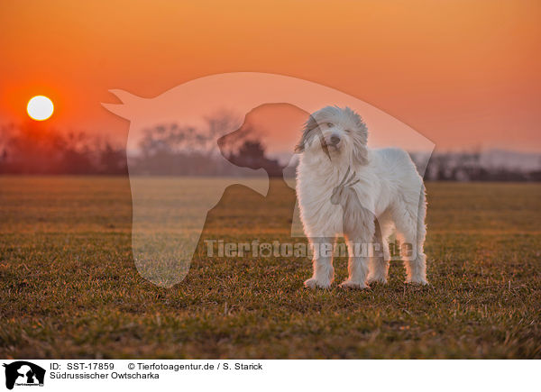 S�drussischer Owtscharka / SST-17859