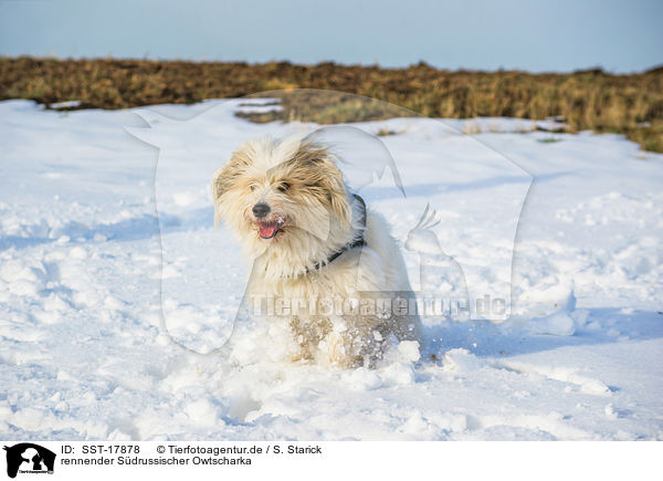 rennender S�drussischer Owtscharka / SST-17878