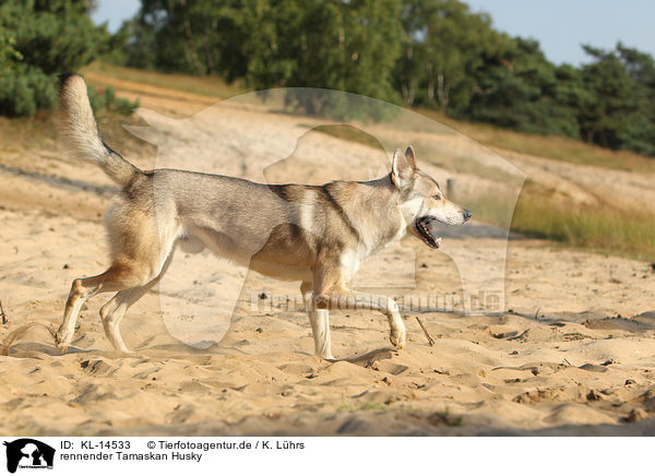 rennender Tamaskan Husky / running Tamaskan Husky / KL-14533