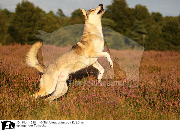 springender Tamaskan / jumping Tamaskan / KL-14918