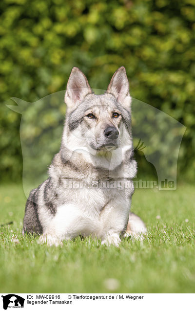 liegender Tamaskan / lying Tamaskan / MW-09916