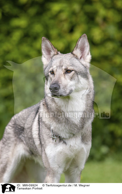 Tamaskan Portrait / MW-09924