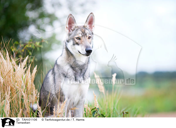 Tamaskan / TAH-01106