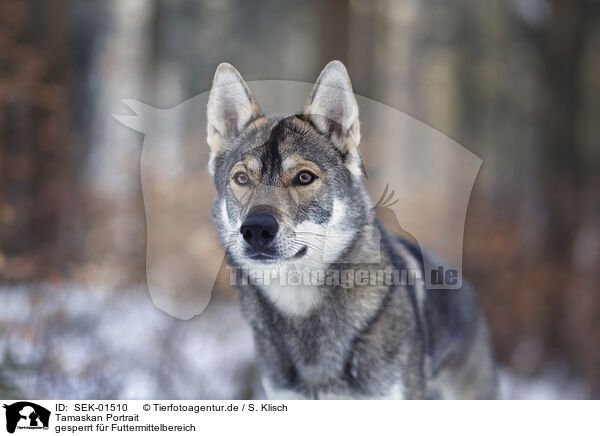 Tamaskan Portrait / SEK-01510