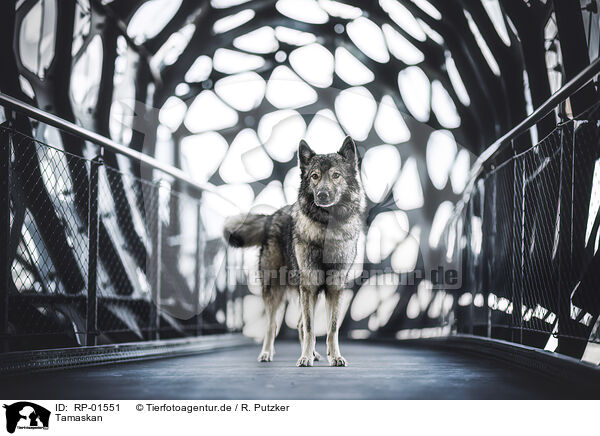 Tamaskan / Tamaskan / RP-01551