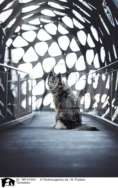 Tamaskan / Tamaskan / RP-01554