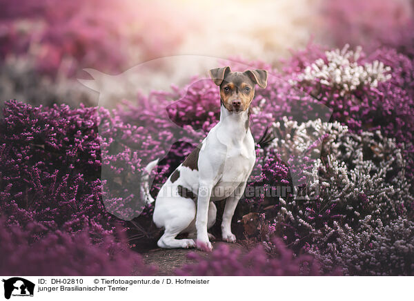 junger Brasilianischer Terrier / DH-02810