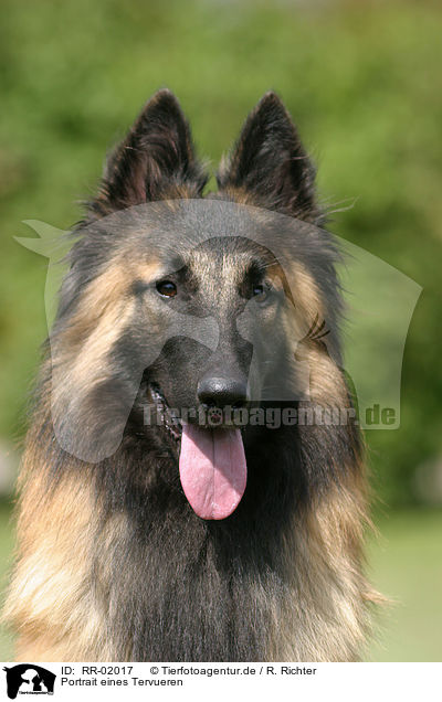 Portrait eines Tervueren / Tervuren Portrait / RR-02017