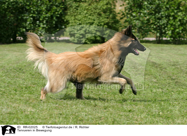 Tervueren in Bewegung / Tervuren in action / RR-02025