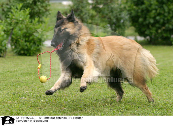 Tervueren in Bewegung / Tervuren in action / RR-02027