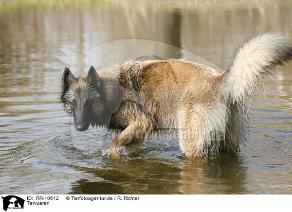 Tervueren / Tervuren / RR-10612