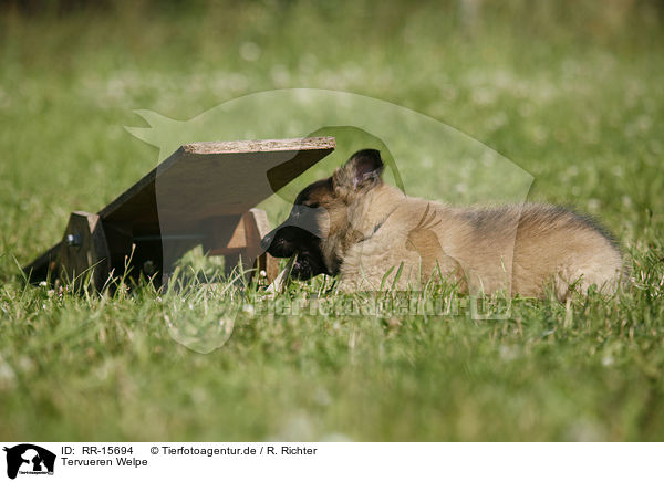 Tervueren Welpe / Tervuren Puppy / RR-15694
