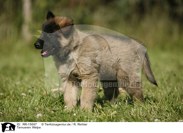 Tervueren Welpe / Tervuren Puppy / RR-15697