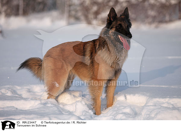 Tervueren im Schnee / Tervuren in snow / RR-23447