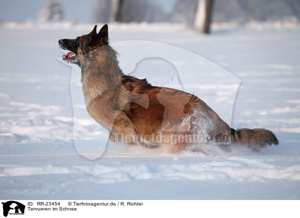 Tervueren im Schnee / RR-23454