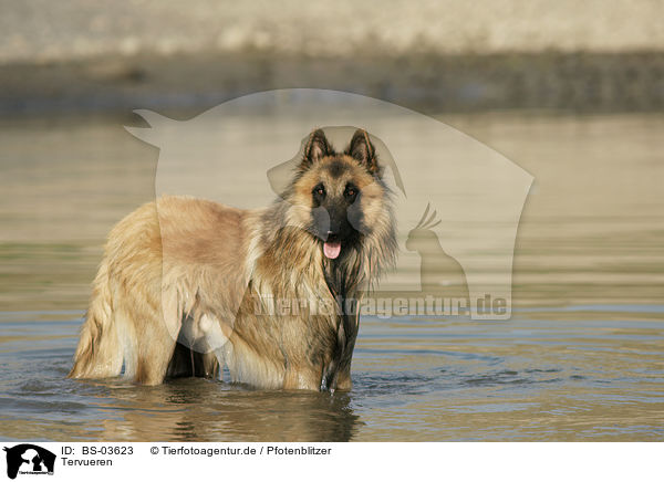 Tervueren / Belgian Tervuren / BS-03623