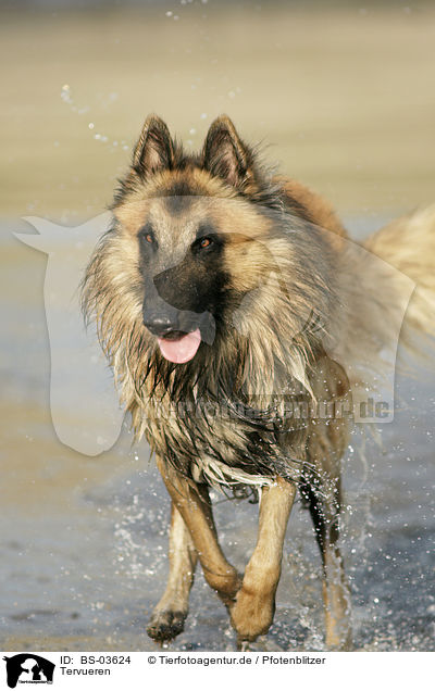 Tervueren / Belgian Tervuren / BS-03624