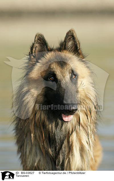 Tervueren / Belgian Tervuren / BS-03627