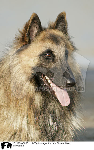 Tervueren / Belgian Tervuren / BS-03635