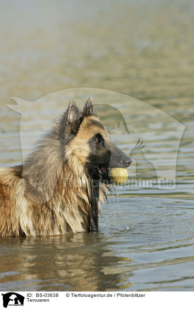 Tervueren / Belgian Tervuren / BS-03638