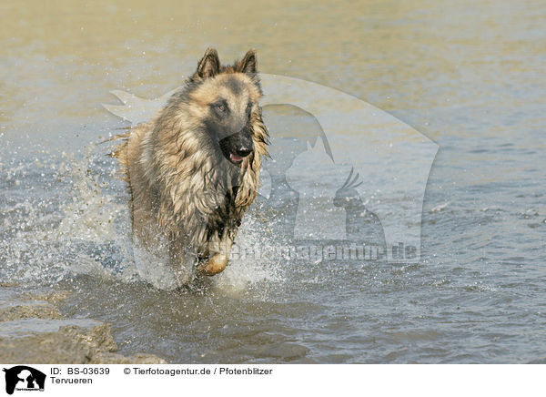 Tervueren / Belgian Tervuren / BS-03639