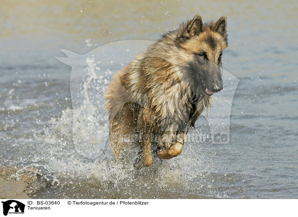 Tervueren / Belgian Tervuren / BS-03640