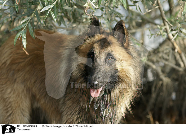 Tervueren / Belgian Tervuren / BS-03644