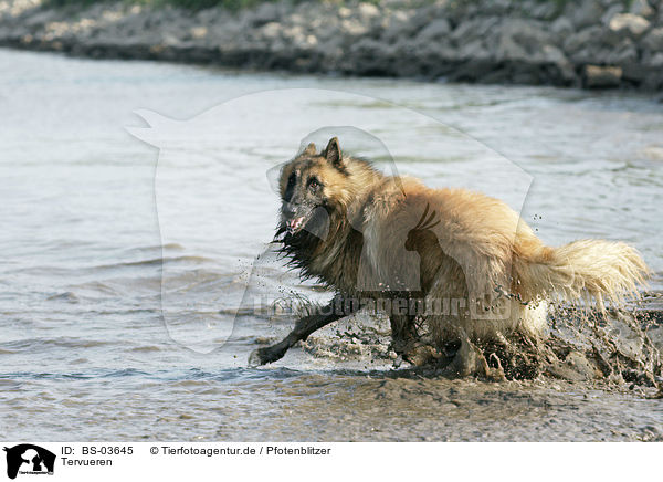 Tervueren / Belgian Tervuren / BS-03645