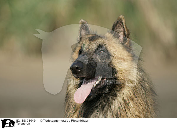 Tervueren / BS-03649